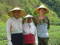 フェアトレードの台湾の烏龍茶生産者