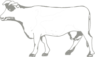 フェアトレードとモザンビークの牛