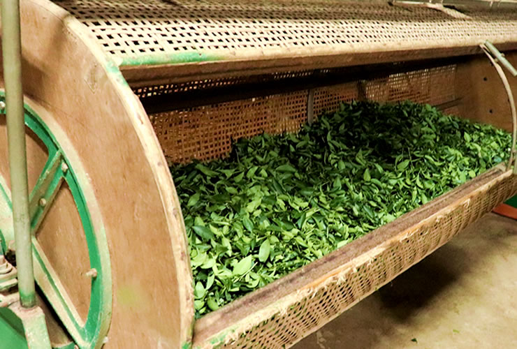 林農園の台湾烏龍茶 回転発酵